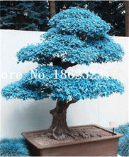 Load image into Gallery viewer, Hot Sale! 30 pcs Maple tree Bonsa, bonsai blue maple tree japanese maple Bonsa, plants for home garden and Balcony, Easy to Grow