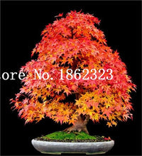 Load image into Gallery viewer, Hot Sale! 30 pcs Maple tree Bonsa, bonsai blue maple tree japanese maple Bonsa, plants for home garden and Balcony, Easy to Grow