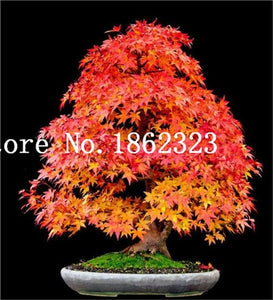 Hot Sale! 30 pcs Maple tree Bonsa, bonsai blue maple tree japanese maple Bonsa, plants for home garden and Balcony, Easy to Grow