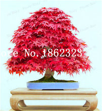 Load image into Gallery viewer, Hot Sale! 30 pcs Maple tree Bonsa, bonsai blue maple tree japanese maple Bonsa, plants for home garden and Balcony, Easy to Grow