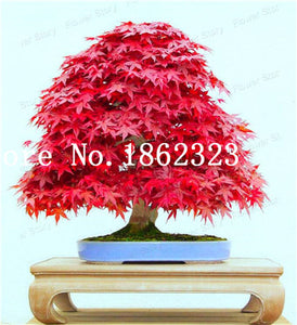 Hot Sale! 30 pcs Maple tree Bonsa, bonsai blue maple tree japanese maple Bonsa, plants for home garden and Balcony, Easy to Grow