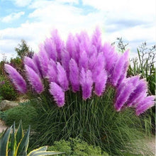 Load image into Gallery viewer, 100pcs New Rare Impressive Purple Pampas Grass bonsais Ornamental home garden Plants Flowers bonsais Cortaderia Selloana