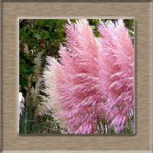 Load image into Gallery viewer, 100pcs New Rare Impressive Purple Pampas Grass bonsais Ornamental home garden Plants Flowers bonsais Cortaderia Selloana