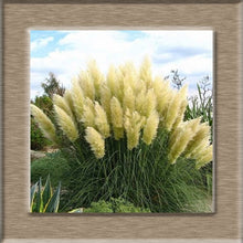 Load image into Gallery viewer, 100pcs New Rare Impressive Purple Pampas Grass bonsais Ornamental home garden Plants Flowers bonsais Cortaderia Selloana