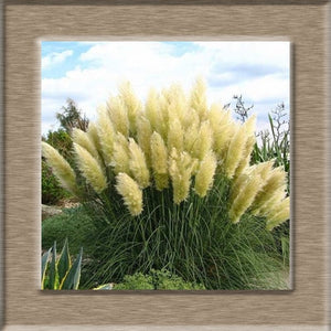 100pcs New Rare Impressive Purple Pampas Grass bonsais Ornamental home garden Plants Flowers bonsais Cortaderia Selloana