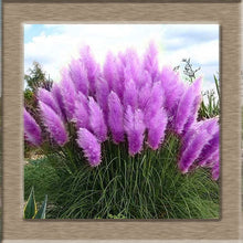 Load image into Gallery viewer, 100pcs New Rare Impressive Purple Pampas Grass bonsais Ornamental home garden Plants Flowers bonsais Cortaderia Selloana