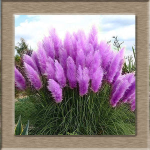 100pcs New Rare Impressive Purple Pampas Grass bonsais Ornamental home garden Plants Flowers bonsais Cortaderia Selloana