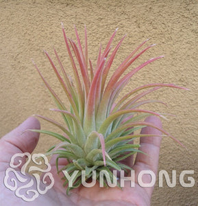 100pcs Hot Sale Tillandsia Cyanea bonsai Potted Flower plant Purple Chinese Rare Bonsai Decoration For Home Garden Free Shipping