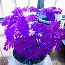 Load image into Gallery viewer, Mimosa Pudica Linn Bashful Grass bonsai Foliage Mimosa Pudica Sensitive Bonsai Plant Home Garden 30 Pcs