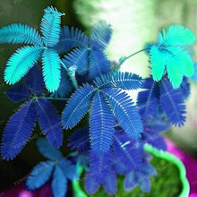 Load image into Gallery viewer, Mimosa Pudica Linn Bashful Grass bonsai Foliage Mimosa Pudica Sensitive Bonsai Plant Home Garden 30 Pcs