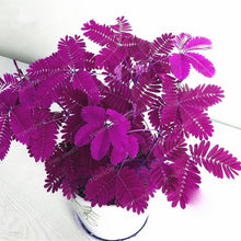 Load image into Gallery viewer, Mimosa Pudica Linn Bashful Grass bonsai Foliage Mimosa Pudica Sensitive Bonsai Plant Home Garden 30 Pcs