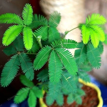 Load image into Gallery viewer, Mimosa Pudica Linn Bashful Grass bonsai Foliage Mimosa Pudica Sensitive Bonsai Plant Home Garden 30 Pcs