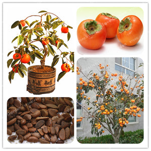 20 Pcs Persimmon Bonsai Exotic Bonsai Beautiful Delicious Diospyros Kaki Fruit Tree Home Garden Plant Fruit Bonsai Potted plant