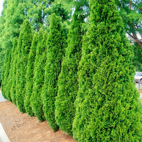 100pcs/bag Microbiota Decussata Siberian Carpet Cypress Arborvitae flores tree Bonsai Plant DIY Home Garden free ship