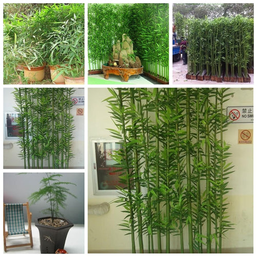 60pcs/bag Chinese mini Moso Bamboo . Phyllostachys heterocycla Pubescens-Giant Courtyard Moso Bamboo for DIY Home Garden Plant