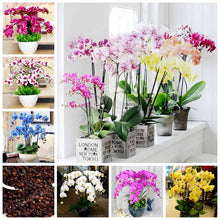 Load image into Gallery viewer, Orchid 100 Pcs Phalaenopsis Bonsai Perennial Flower Bonsai Home Garden Four Seasons Plants Bonsai Flowers Easy To Grow