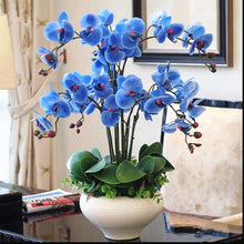 Load image into Gallery viewer, Orchid 100 Pcs Phalaenopsis Bonsai Perennial Flower Bonsai Home Garden Four Seasons Plants Bonsai Flowers Easy To Grow