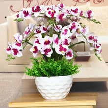 Load image into Gallery viewer, Orchid 100 Pcs Phalaenopsis Bonsai Perennial Flower Bonsai Home Garden Four Seasons Plants Bonsai Flowers Easy To Grow