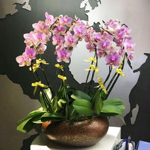 Load image into Gallery viewer, Orchid 100 Pcs Phalaenopsis Bonsai Perennial Flower Bonsai Home Garden Four Seasons Plants Bonsai Flowers Easy To Grow