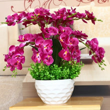 Load image into Gallery viewer, Orchid 100 Pcs Phalaenopsis Bonsai Perennial Flower Bonsai Home Garden Four Seasons Plants Bonsai Flowers Easy To Grow