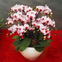 Load image into Gallery viewer, Orchid 100 Pcs Phalaenopsis Bonsai Perennial Flower Bonsai Home Garden Four Seasons Plants Bonsai Flowers Easy To Grow