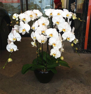 Orchid 100 Pcs Phalaenopsis Bonsai Perennial Flower Bonsai Home Garden Four Seasons Plants Bonsai Flowers Easy To Grow