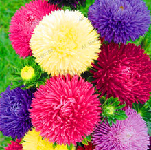 Load image into Gallery viewer, Hot Sale!200 pcs/bag Multi-color aster bonsai, Chinese chrysanthemum flower garden for home gaden plant High sprouting easy to g