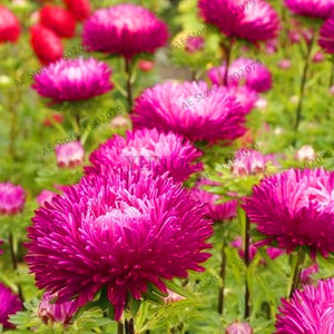 Hot Sale!200 pcs/bag Multi-color aster bonsai, Chinese chrysanthemum flower garden for home gaden plant High sprouting easy to g