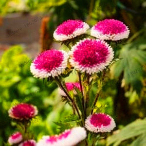 Hot Sale!200 pcs/bag Multi-color aster bonsai, Chinese chrysanthemum flower garden for home gaden plant High sprouting easy to g