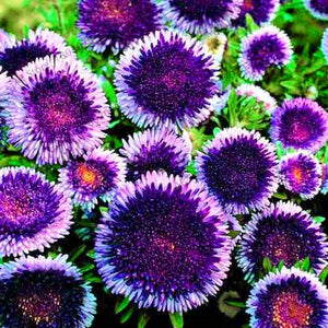 Hot Sale!200 pcs/bag Multi-color aster bonsai, Chinese chrysanthemum flower garden for home gaden plant High sprouting easy to g