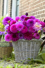 Load image into Gallery viewer, Hot Sale!200 pcs/bag Multi-color aster bonsai, Chinese chrysanthemum flower garden for home gaden plant High sprouting easy to g