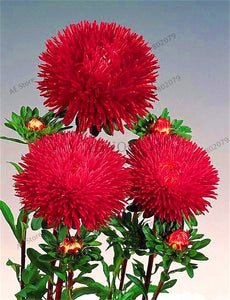 Hot Sale!200 pcs/bag Multi-color aster bonsai, Chinese chrysanthemum flower garden for home gaden plant High sprouting easy to g