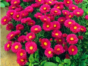 Hot Sale!200 pcs/bag Multi-color aster bonsai, Chinese chrysanthemum flower garden for home gaden plant High sprouting easy to g