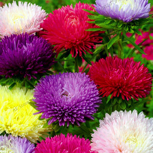 Hot Sale!200 pcs/bag Multi-color aster bonsai, Chinese chrysanthemum flower garden for home gaden plant High sprouting easy to g