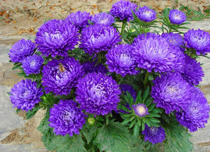 Hot Sale!200 pcs/bag Multi-color aster bonsai, Chinese chrysanthemum flower garden for home gaden plant High sprouting easy to g