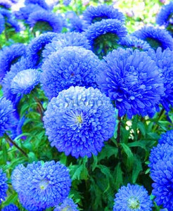 Hot Sale!200 pcs/bag Multi-color aster bonsai, Chinese chrysanthemum flower garden for home gaden plant High sprouting easy to g