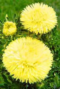 Hot Sale!200 pcs/bag Multi-color aster bonsai, Chinese chrysanthemum flower garden for home gaden plant High sprouting easy to g