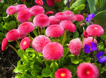 Load image into Gallery viewer, Hot Sale!200 pcs/bag Multi-color aster bonsai, Chinese chrysanthemum flower garden for home gaden plant High sprouting easy to g