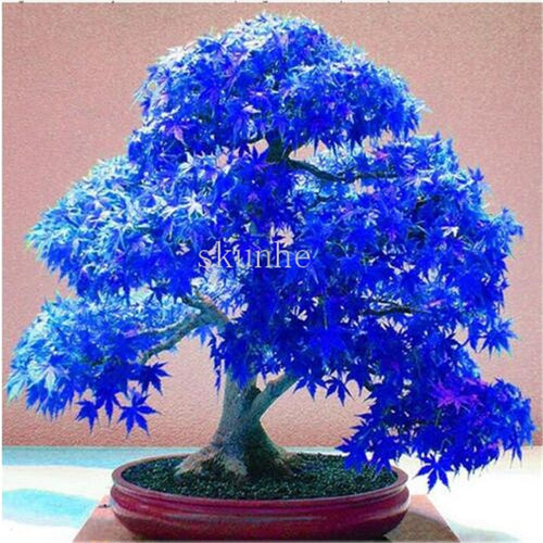 Real Japanese Ghost Blue Maple bonsais Rare Balcony Bonsai Tree plants for home garden 20 pcs Free Shipping