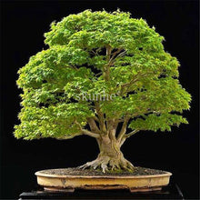 Load image into Gallery viewer, Real Japanese Ghost Blue Maple bonsais Rare Balcony Bonsai Tree plants for home garden 20 pcs Free Shipping