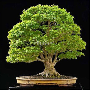 Real Japanese Ghost Blue Maple bonsais Rare Balcony Bonsai Tree plants for home garden 20 pcs Free Shipping