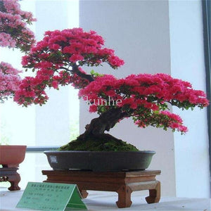 Real Japanese Ghost Blue Maple bonsais Rare Balcony Bonsai Tree plants for home garden 20 pcs Free Shipping