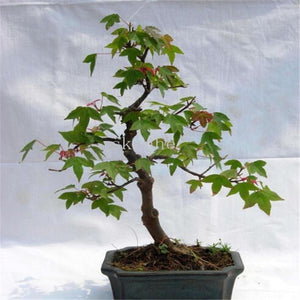 Real Japanese Ghost Blue Maple bonsais Rare Balcony Bonsai Tree plants for home garden 20 pcs Free Shipping