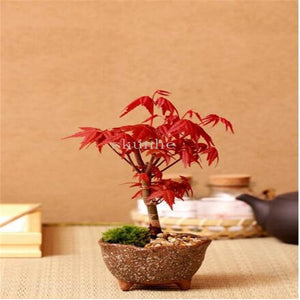 Real Japanese Ghost Blue Maple bonsais Rare Balcony Bonsai Tree plants for home garden 20 pcs Free Shipping