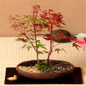 Real Japanese Ghost Blue Maple bonsais Rare Balcony Bonsai Tree plants for home garden 20 pcs Free Shipping