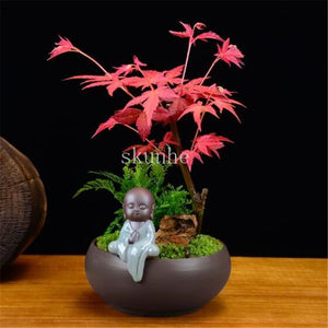 Real Japanese Ghost Blue Maple bonsais Rare Balcony Bonsai Tree plants for home garden 20 pcs Free Shipping