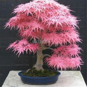 Real Japanese Ghost Blue Maple bonsais Rare Balcony Bonsai Tree plants for home garden 20 pcs Free Shipping