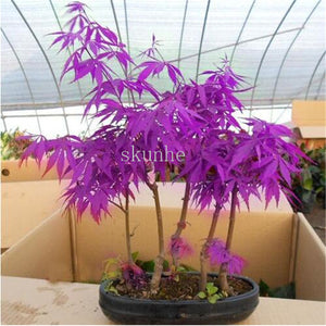 Real Japanese Ghost Blue Maple bonsais Rare Balcony Bonsai Tree plants for home garden 20 pcs Free Shipping