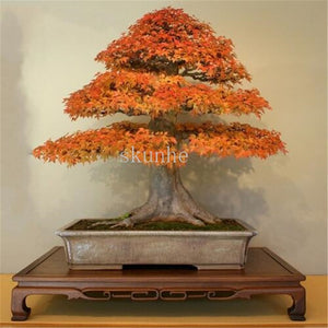 Real Japanese Ghost Blue Maple bonsais Rare Balcony Bonsai Tree plants for home garden 20 pcs Free Shipping