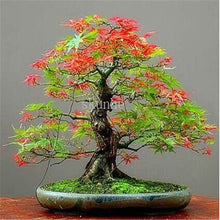 Load image into Gallery viewer, Real Japanese Ghost Blue Maple bonsais Rare Balcony Bonsai Tree plants for home garden 20 pcs Free Shipping